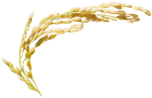 野菜装飾